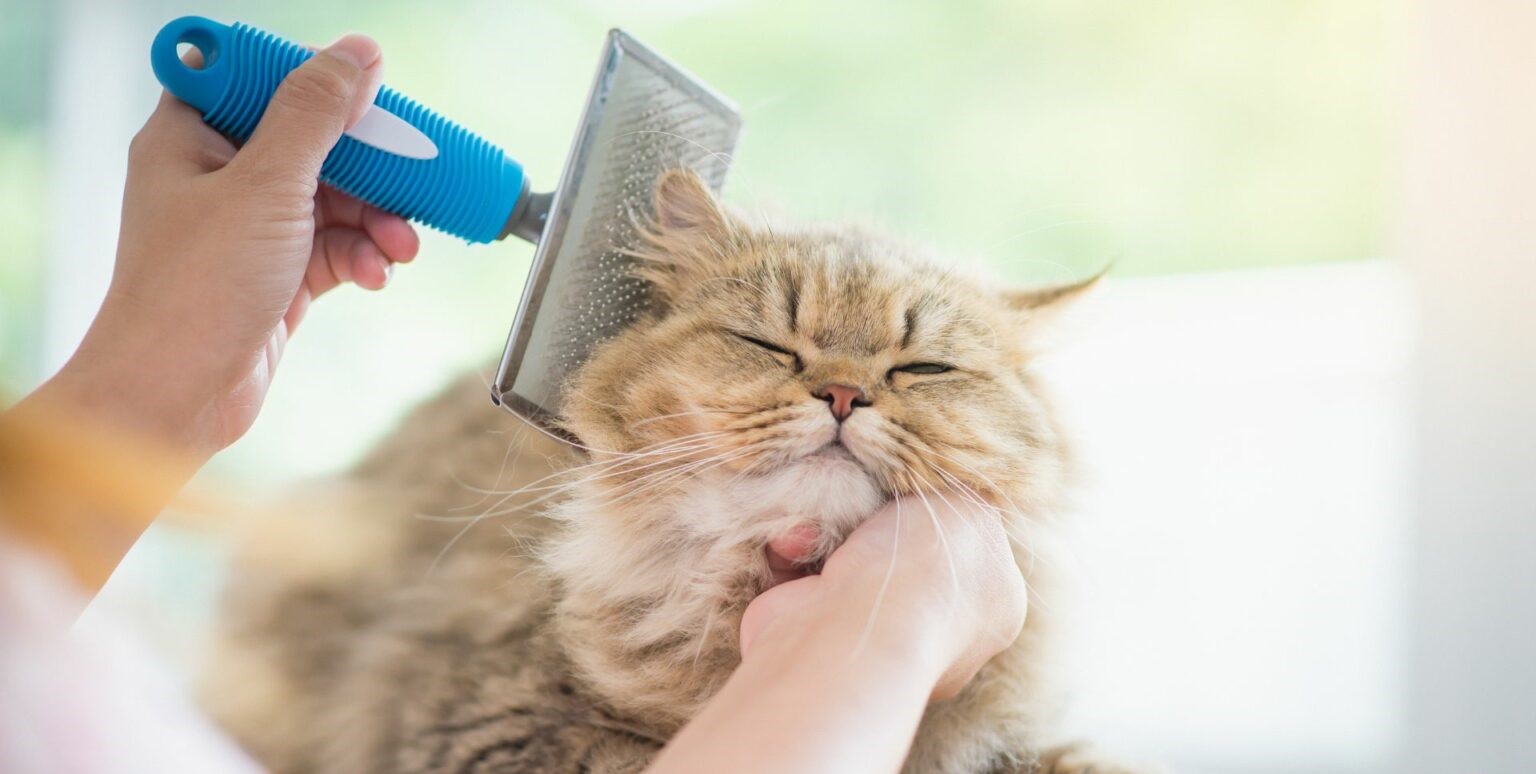 寵物店頂讓,寵物店牌照,香港寵物店頂讓流程,寵物店經(jīng)營(yíng)利潤(rùn),香港寵物店頂讓金額